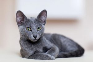 Царственная русская голубая кошка: характер и содержание домашнего питомца