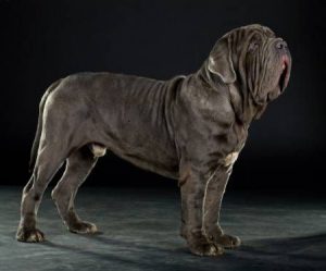 Знакомьтесь: мастиф неаполитано, флегматичный великан собачьего мира