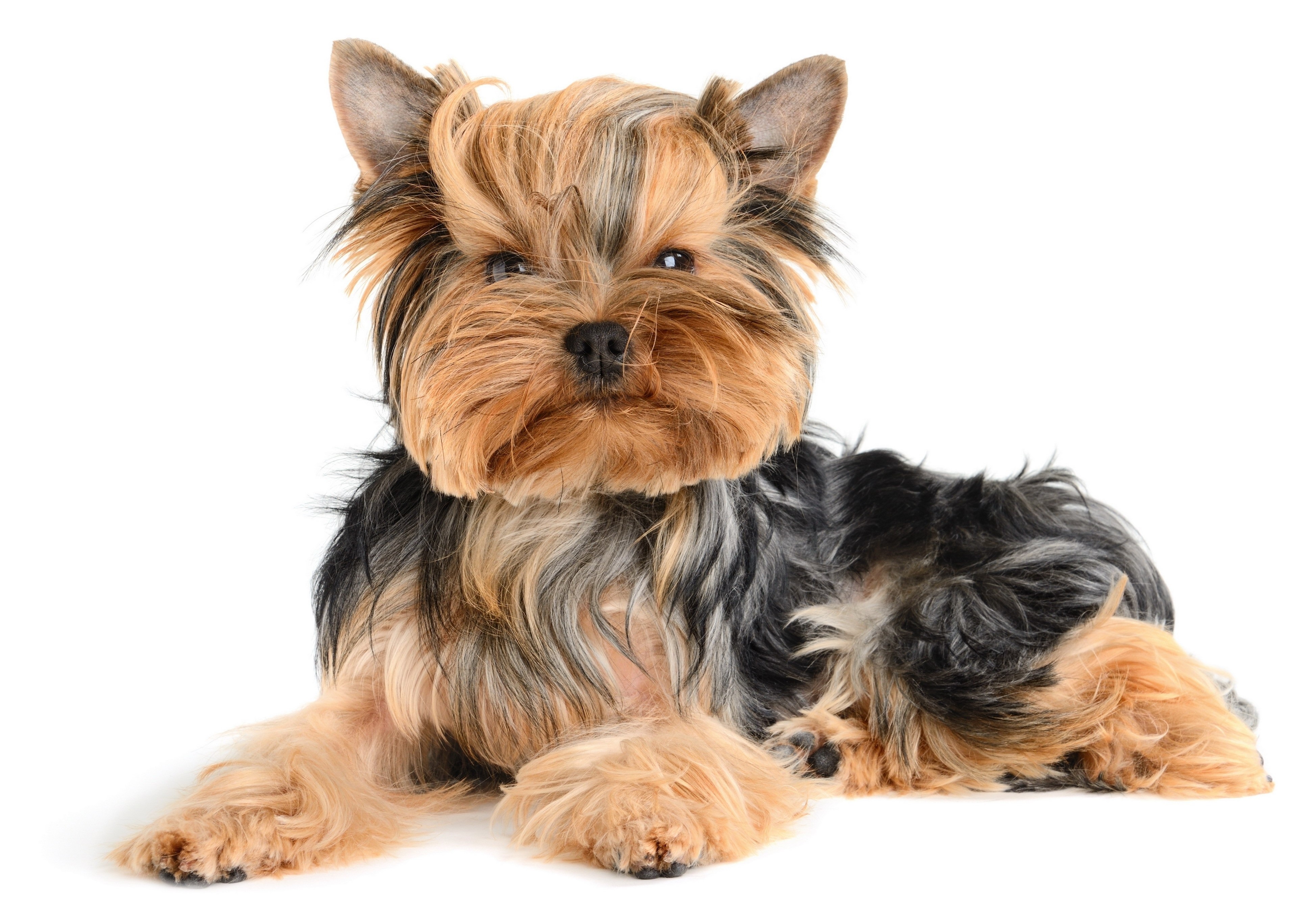 Все о комнатных собачках Йоркширский терьер: как поставить и когда встают уши?