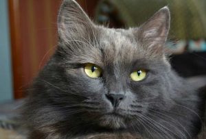 Нибелунг: что представляет собой эта редкая порода котов