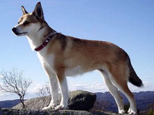 Знакомимся с собакой с Севера: охотник норвежский лундехунд