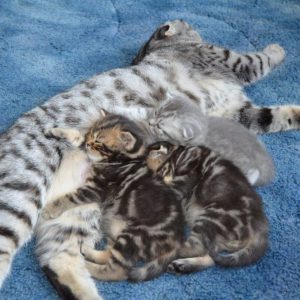 Вся полезная информация о том, сколько длятся роды и беременность Шотландской кошки