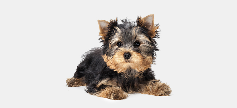 Самая маленькая и пушистая собака Йоркширский терьер: плюсы и минусы породы