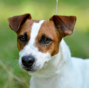 Обаятельная и умная собака-компаньон Джек Рассел терьер: описание породы и характер