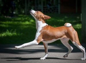 Африканская собака басенджи, которая не лает: особенности характера питомца