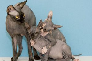 Кошки лысый сфинкс: подробное описание, советы по содержанию