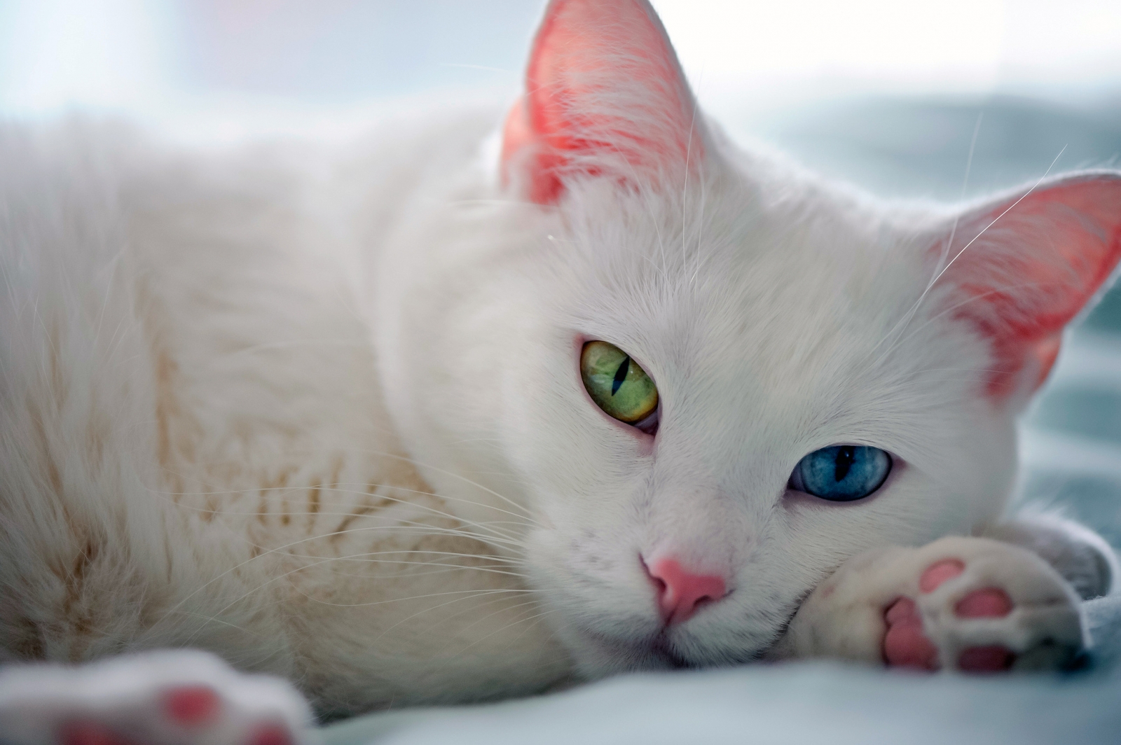 У какой породы кошек красные глаза