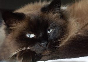 Гималайская кошка: рекомендации по уходу за длинношерстными представителями породы