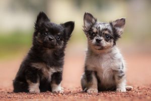 два милых щенка