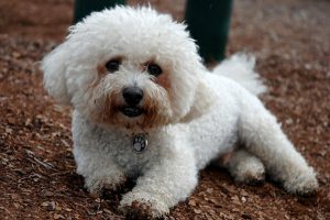 Собачка с завитушками бишон фризе: описание породы, преимущества и недостатки
