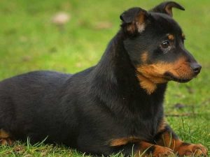 Универсальная пастушья собака ланкаширский хилер: характеристика породы