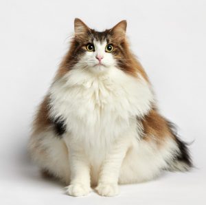 Пушистая любительница холодов Сибирская лесная кошка: описание породы и отзывы владельцев