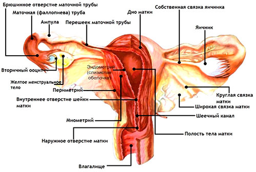 Физиология женщины