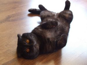 Порода кошек британцы вислоухие черные thumbnail
