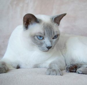 Полное описание и сравнение пород кошек похожих на Сиамскую: достоинства и недостатки питомцев