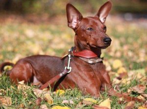 Собака пинчер, карликовый мини доберман: капризность и большой ум в маленьком теле