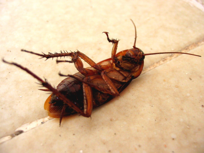 мертвый таракан на полу