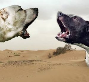 Полное сравнению самых сильных пород собак Питбуль или Алабай, кто сильнее?