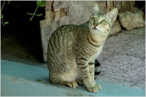 Грациозный кот аравийский мау: как ухаживать за аристократом и подружиться с ним?
