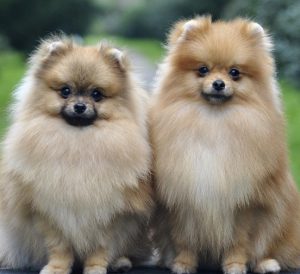 Сравнение двух самых пушистых собак Немецкий и Померанский шпиц: чем отличаются породы?