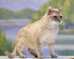 Кучерявые кошки немецкий рекс: как найти с ними общий язык