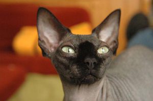 Кошки лысый сфинкс: подробное описание, советы по содержанию