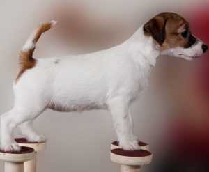 Активные и жизнерадостные собаки Джек Рассел терьер Брокен: описание и характер породы