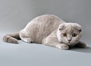 Британские вислоухие кошки: миф или реальность