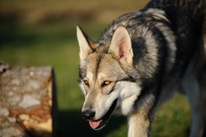Дикая порода волчья собака сарлоса: как вырастить надежного и социализированного друга