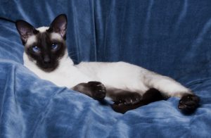 Что представляет собой сиамская кошка: характер, содержание, цена