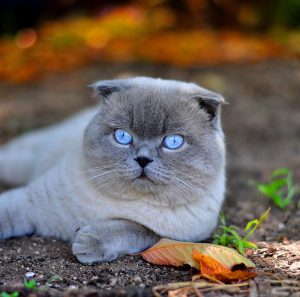 Самые редкие и интересные окрасы Британских кошек: фото и описание каждой из расцветок