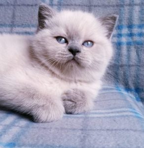 Милый и очень любопытный домашний питомец Шотландская прямоухая кошка (Скоттиш Страйт): окрасы породы