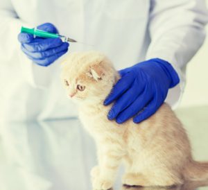 Календарь прививок шотландским вислоухим котятам: для чего они необходимы? Советы по подготовке питомца к вакцинации