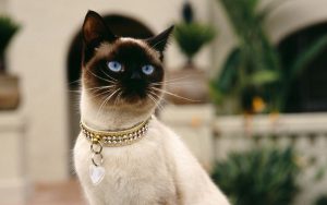 Тайский кот: особенности характера и содержания