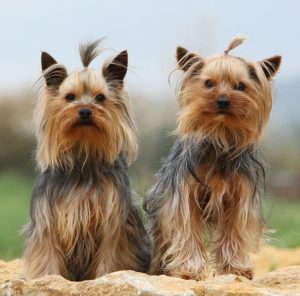 Обзор разновидностей породы Терьер: описание средних и маленьких типов собак