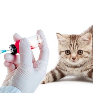 Календарь прививок шотландским вислоухим котятам: для чего они необходимы? Советы по подготовке питомца к вакцинации
