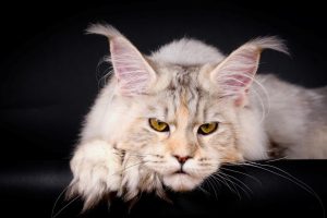 Кот породы мейн кун гладкошерстный: особенности ухода и содержания
