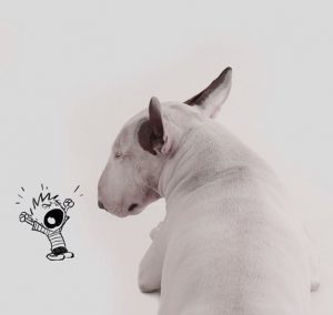 Своенравный и независимый пес Бультерьер: история породы и характер