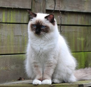 Очаровательная порода кошек Сиамская пушистая: описание характера, отзывы и цена