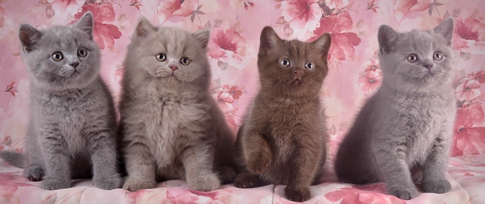 Милые, хорошие и заботливые Британские коты: характеристика породы, сколько стоит