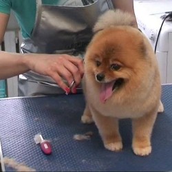 Гигиенические процедуры пса