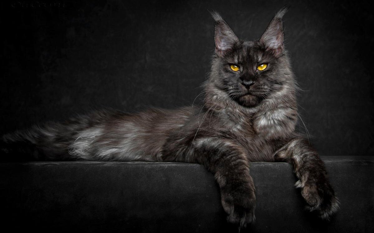 Самая крупная порода кошек Мейн Кун: окрас в таблице, узоры и отметины.