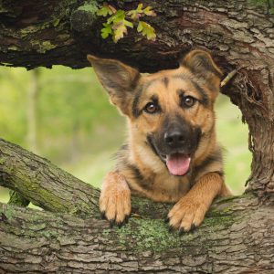 Самая умная и верная собака Немецкая овчарка: разновидности, как правильно выбрать щенка?