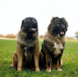 Лохматый и преданный друг человека Кавказская овчарка: характеристика и вес породы собак