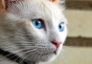 Очаровательные кошки с васильковыми глазами охос азулес: особенности породы