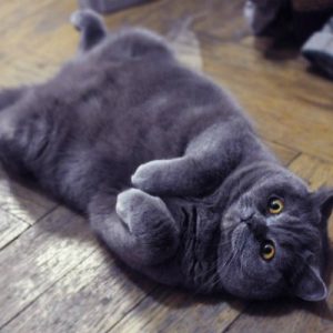 Самые милые в мире домашние питомцы Британские кошки: характер и отзывы, достоинства и недостатки