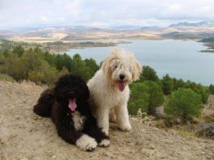 Собака с повышенной выносливостью и выдержкой: испанская водяная