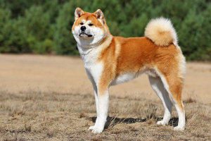 Сравнение собак породы сиба ину и акита ину: сходства и различия