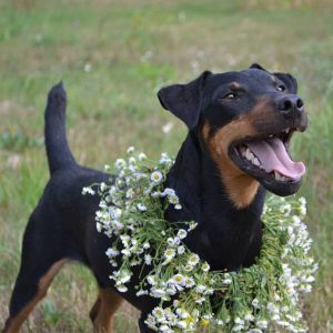 Универсальная охотничья собака из Германии Ягдтерьер: описание и характеристика породы