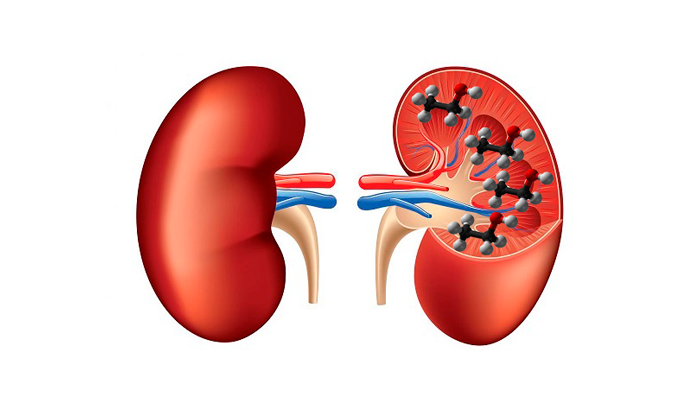 Вредное воздействие этанола на почки
